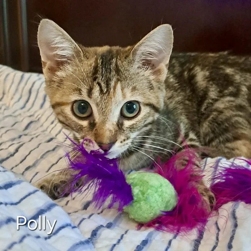 A baby small-sized female Domestic Short Hair cat named Polly for adoption in Groveland, MA