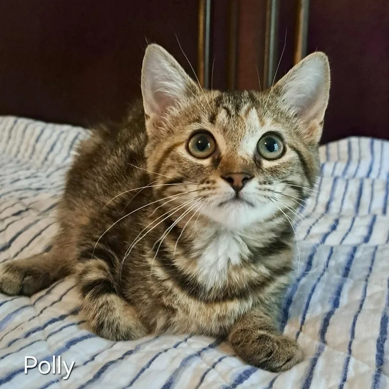 Polly thumbnail 3