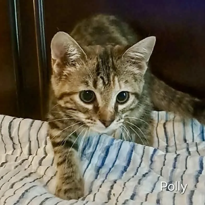 Polly thumbnail 4