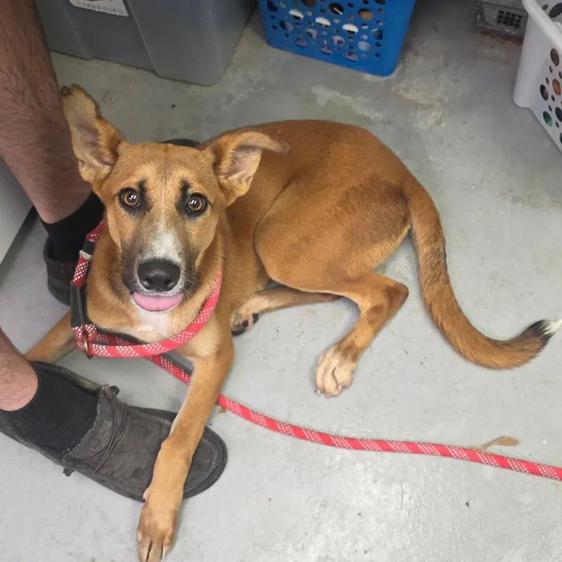 A young medium-sized female Yellow / Tan / Blond / Fawn Mixed Breed dog named Celine for adoption in Duncan, OK