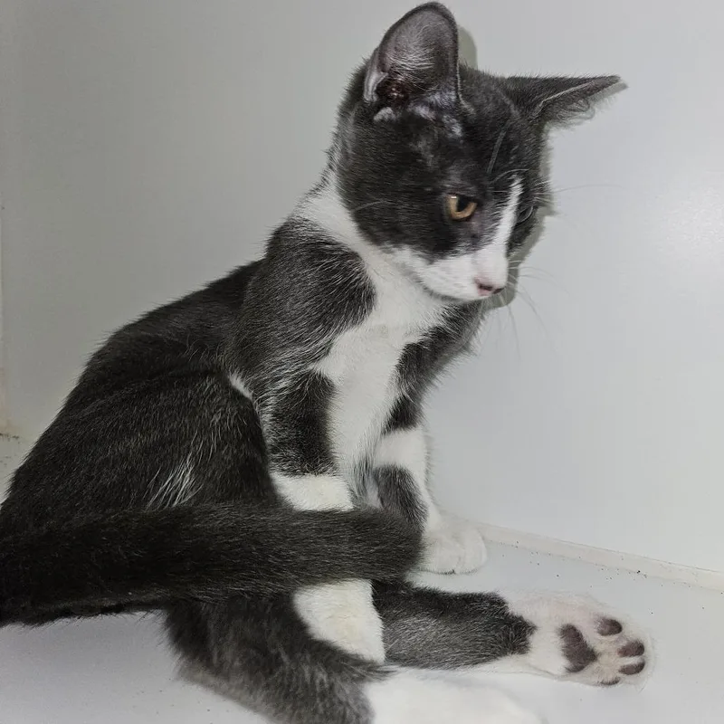 A baby medium-sized male Domestic Short Hair cat named Zipper for adoption in Gainesville, FL