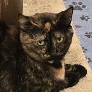 An adult large-sized female Domestic Short Hair cat named Pearl for adoption in Cumming, GA