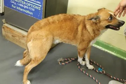 A young medium-sized male Australian Cattle Dog / Blue Heeler dog named Toby for adoption in Picayune, MS