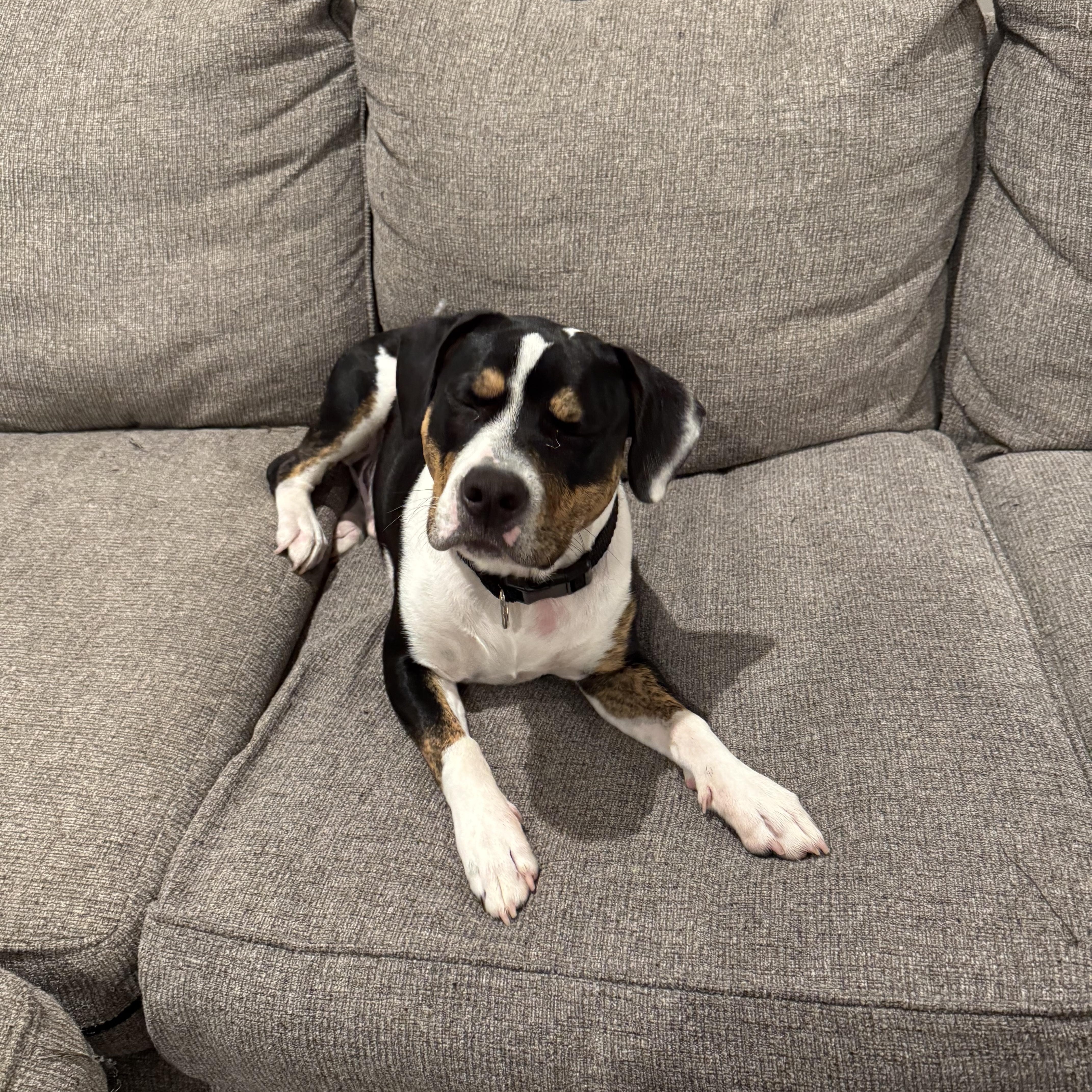 A young medium-sized male Tricolor (Brown, Black, & White) American Staffordshire Terrier dog named Bowie for adoption in Mount Juliet, TN