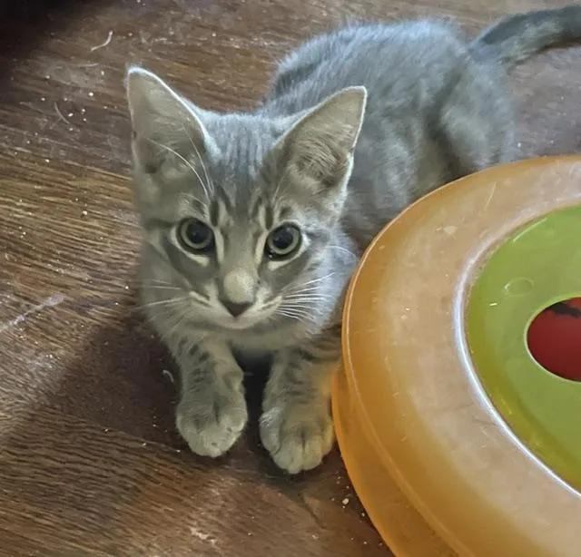 A baby small-sized male Gray / Blue / Silver Tabby cat named Alfie for adoption in Parlier, CA