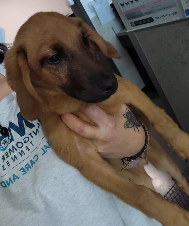 A baby medium-sized male Mixed Breed dog named Gavin for adoption in Clarksville, TN