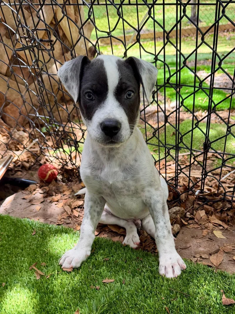 A baby medium-sized male Terrier dog named Leo for adoption in Lauderhill, FL