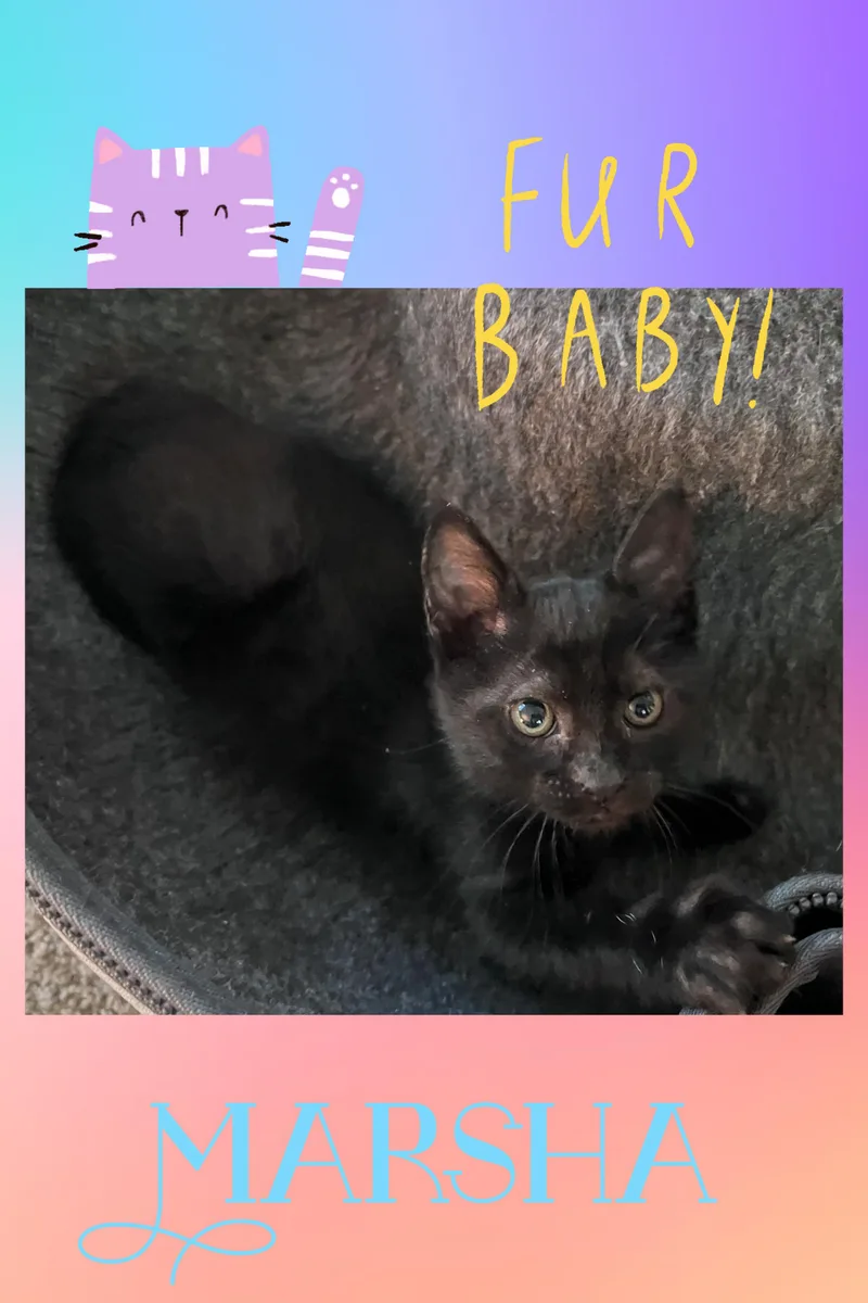 A baby medium-sized female Black Domestic Short Hair cat named Marsha for adoption in Pasco, WA