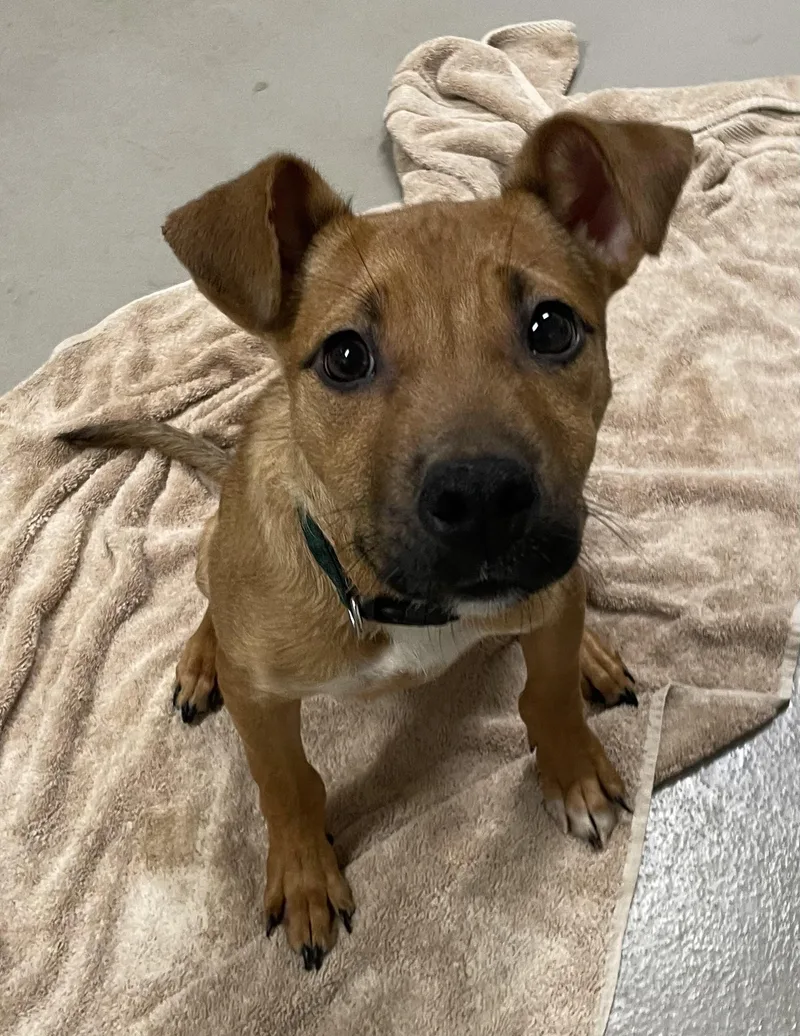 A baby medium-sized male Brown / Chocolate Pit Bull Terrier dog named Milo HOLD for adoption in Canton, OH