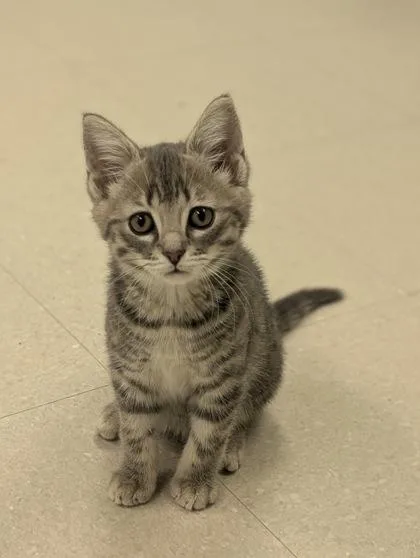 A young small-sized male Domestic Short Hair cat named Fog for adoption in Columbus, IN
