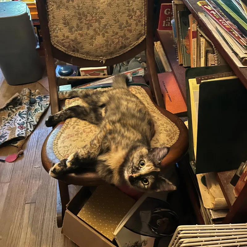A baby medium-sized female Tortoiseshell Domestic Long Hair cat named Pumpkin for adoption in Tulsa, OK