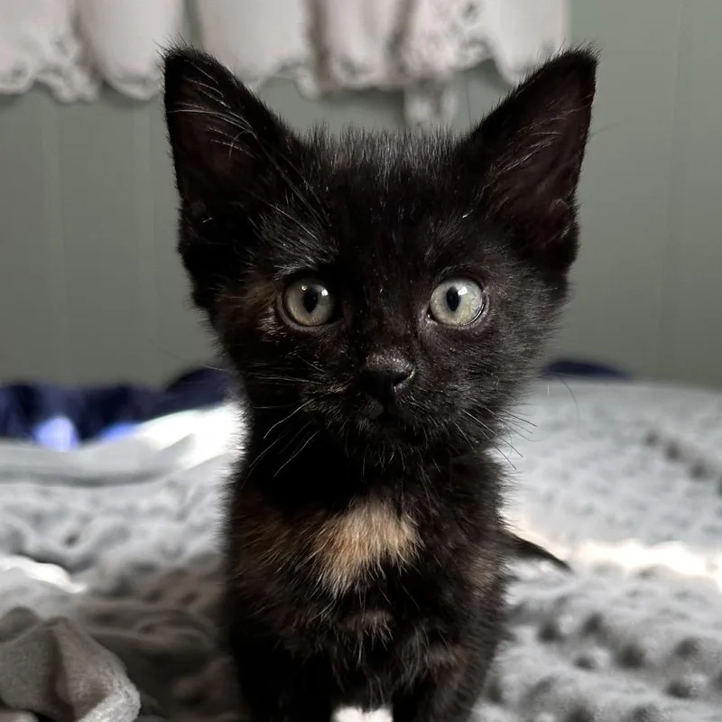 A baby small-sized female Tortoiseshell Domestic Short Hair cat named Uno Baxter for adoption in Eagle Mountain, UT