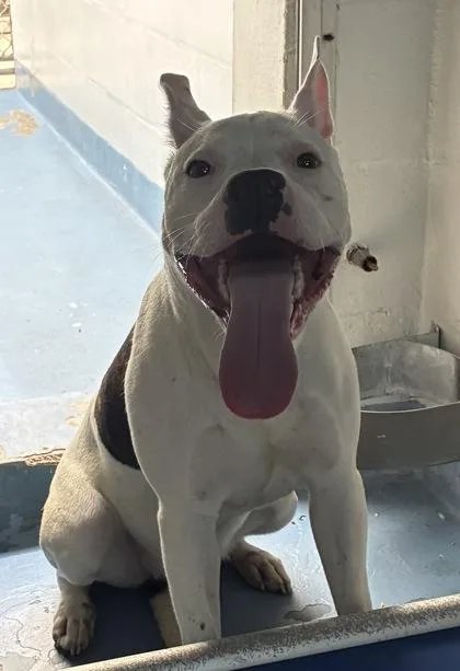 An adult large-sized female American Staffordshire Terrier dog named Kali for adoption in Gainesville, FL