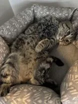 A young medium-sized male Gray / Blue / Silver Domestic Short Hair cat named Luke for adoption in Steamboat Springs, CO