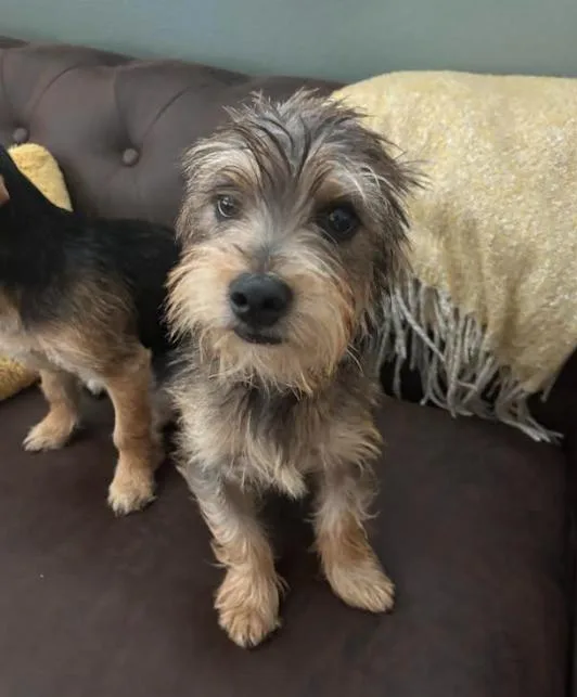 A baby small-sized male Gray / Blue / Silver Terrier dog named Scout for adoption in Bella Vista, AR