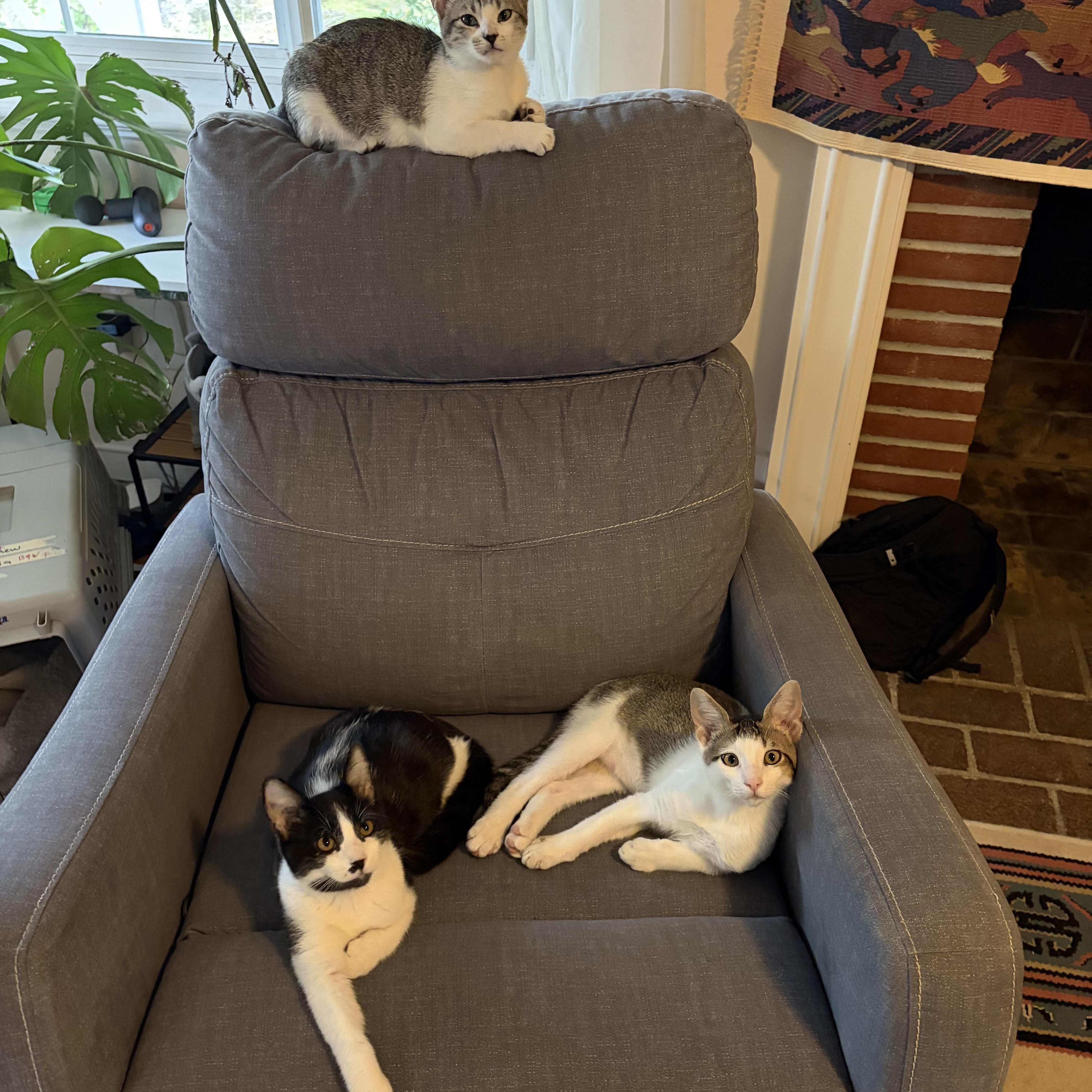 Hazel And Cashew thumbnail 2
