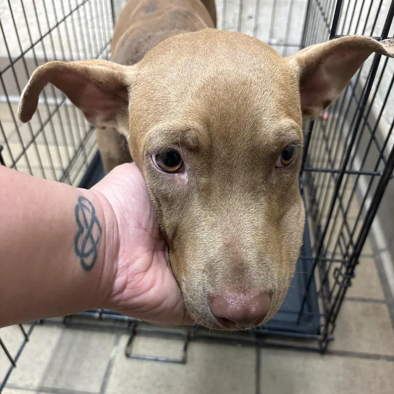 A young small-sized female Pit Bull Terrier dog named Johnna for adoption in Birmingham, AL