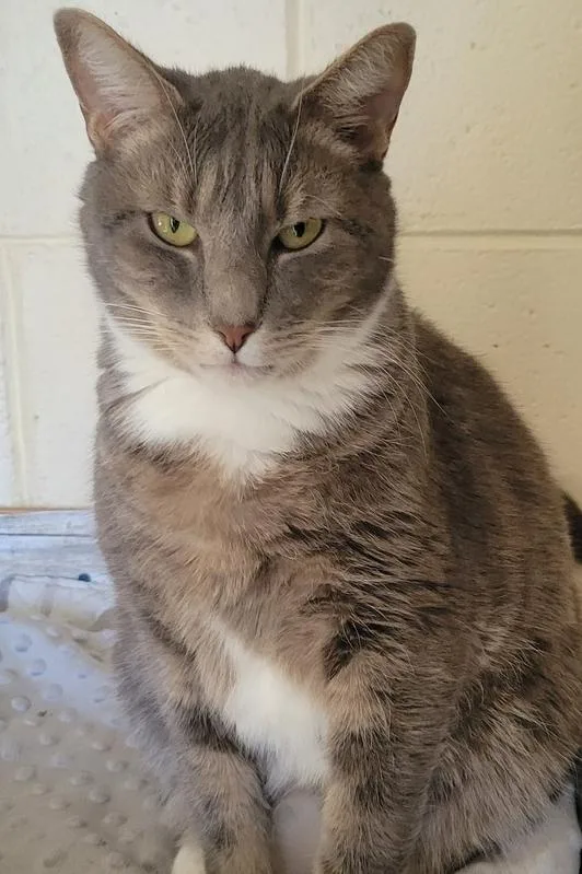 An adult medium-sized male Buff / Tan / Fawn Domestic Short Hair cat named Winkum for adoption in Hartwell, GA