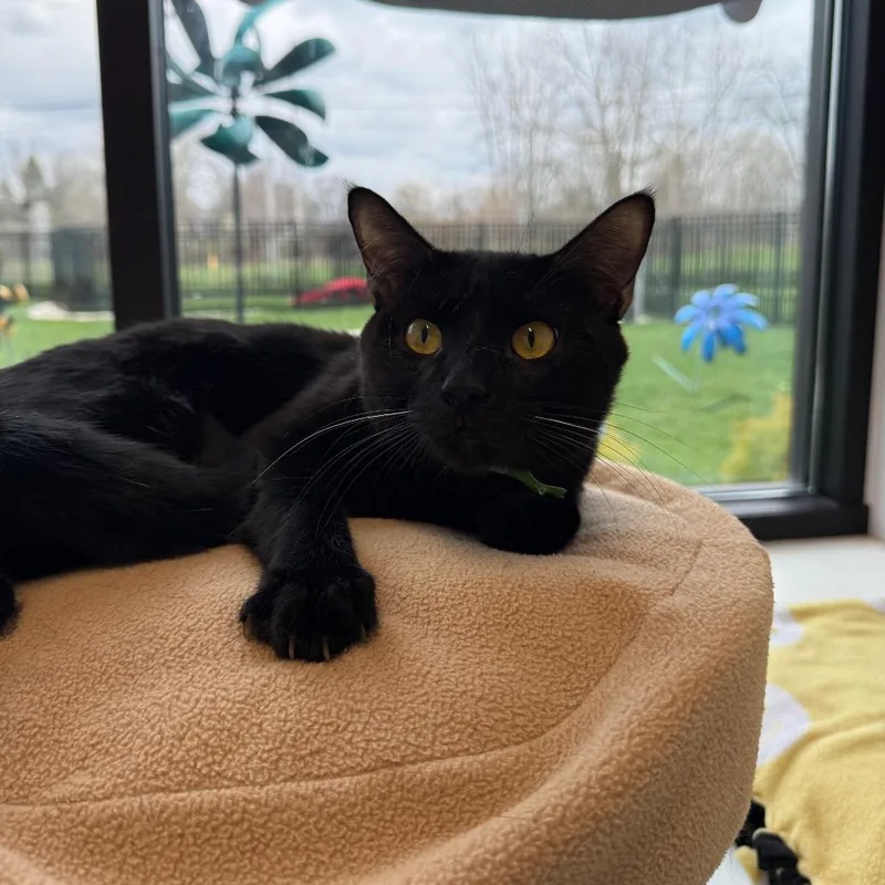 A young large-sized male Black Domestic Short Hair cat named Toothless for adoption in Fort Wayne, IN