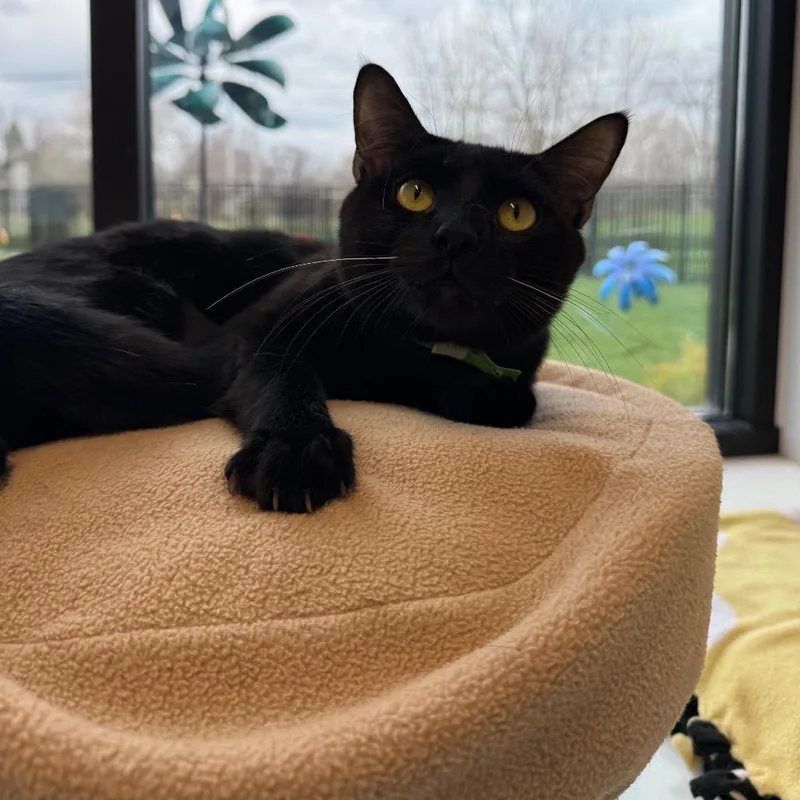Toothless thumbnail 3