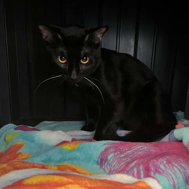 Toothless thumbnail 4