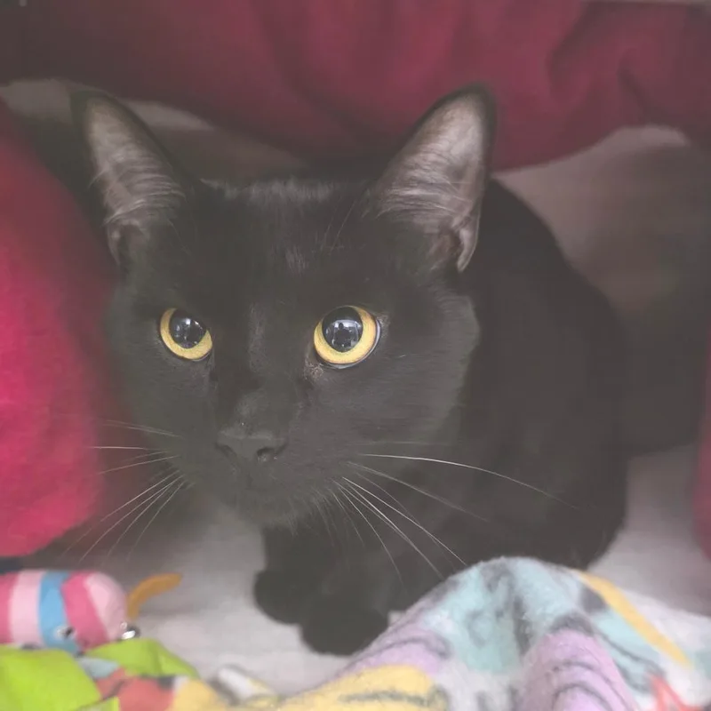 Toothless thumbnail 5