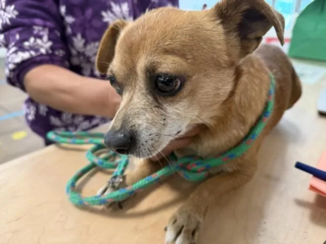 A young small-sized male Chihuahua dog named Tango for adoption in Van Nuys, CA