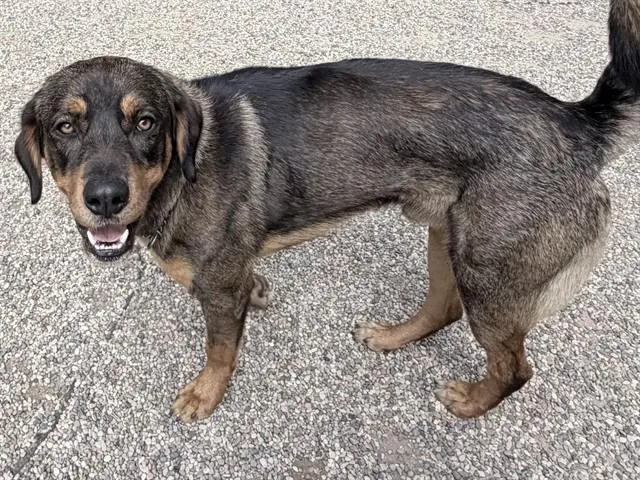 A young large-sized male Rottweiler dog named Tennessee for adoption in Ames, IA