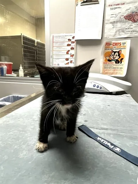 A baby small-sized female Domestic Short Hair cat named Squeak for adoption in Riverside, CA