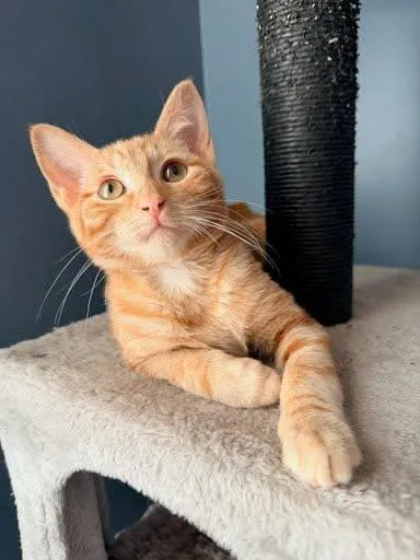 A young small-sized male Domestic Short Hair cat named Pip for adoption in Beatrice, NE