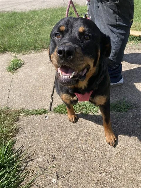 An adult large-sized female Mixed Breed dog named Genesis for adoption in Dallas, TX