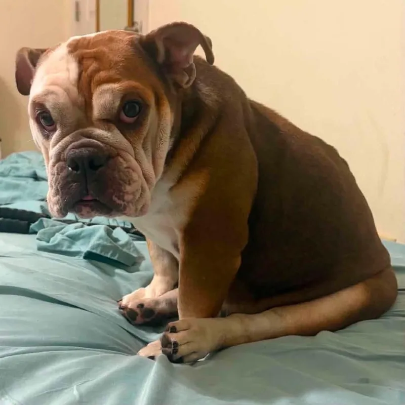 A senior medium-sized female White / Cream English Bulldog dog named Victoria for adoption in Olathe, KS