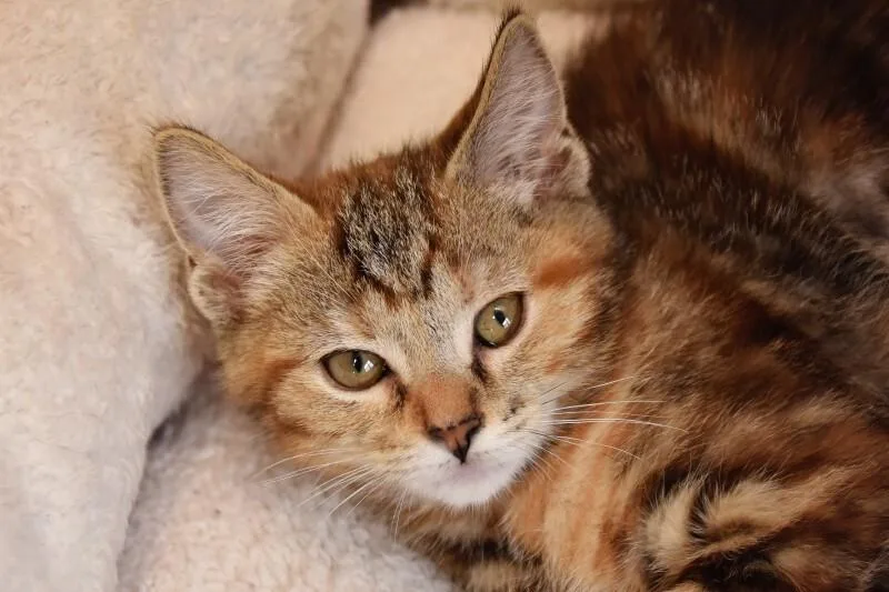 A baby medium-sized male Tabby (Brown / Chocolate) Domestic Short Hair cat named Gantu for adoption in Georgetown, OH