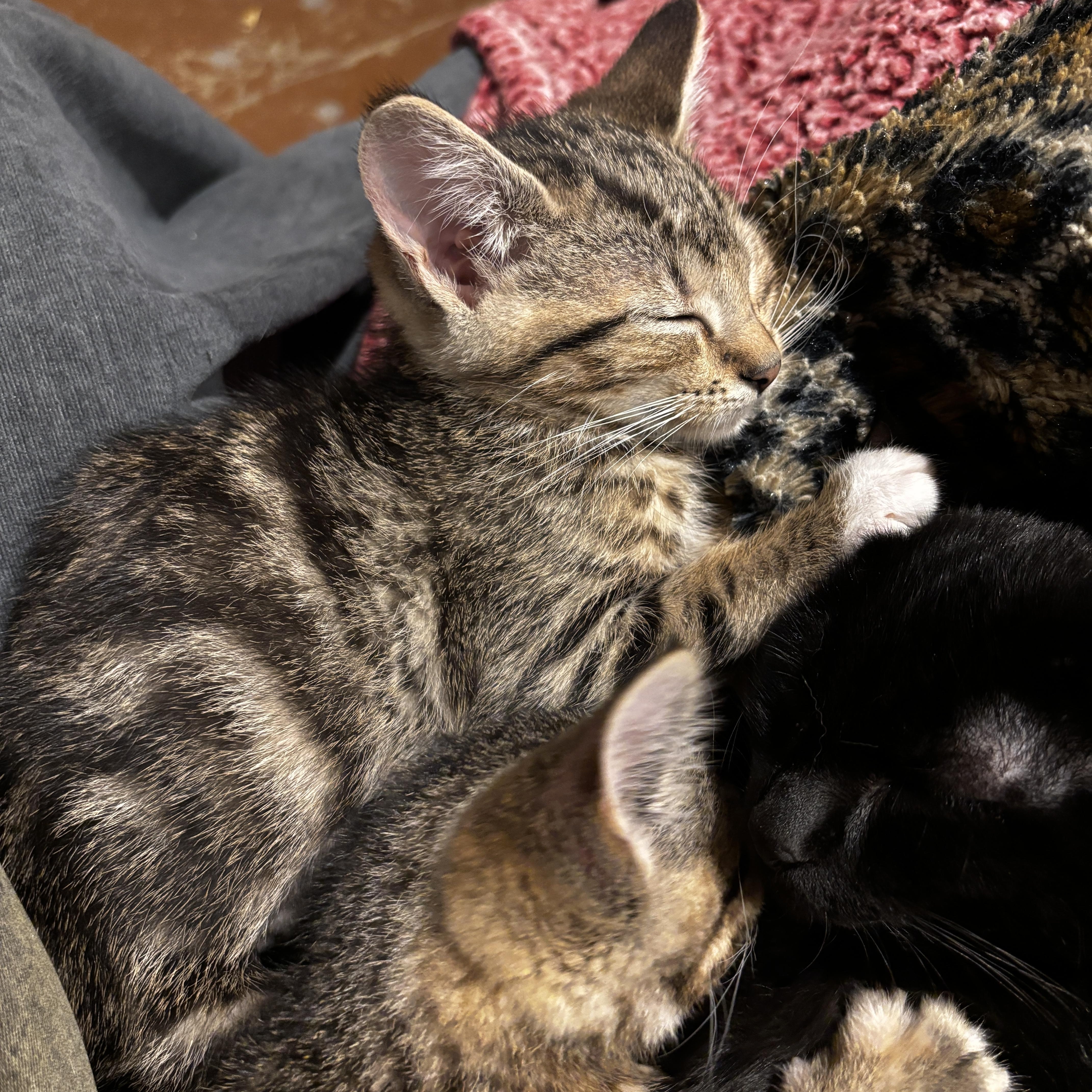 A baby medium-sized female Domestic Short Hair cat named Daisy for adoption in Portland, OR