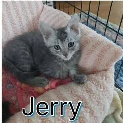 A baby small-sized male American Shorthair cat named Jerry for adoption in Danbury, CT