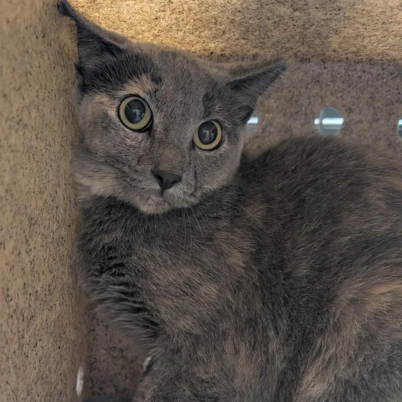 A young medium-sized female Tortoiseshell Domestic Short Hair cat named Shelly for adoption in Bryan, TX