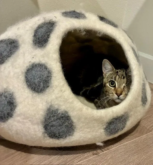A baby medium-sized female Tabby (Brown / Chocolate) American Shorthair cat named Mabelle for adoption in Houston, TX