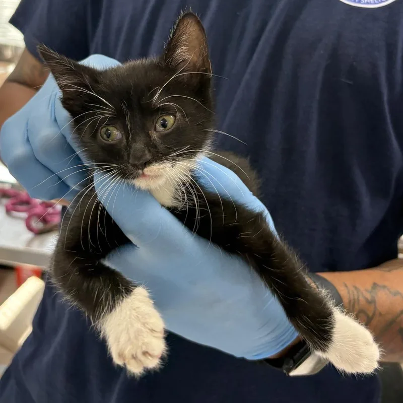 A baby small-sized female Black Domestic Short Hair cat named Cider for adoption in Newark, NJ
