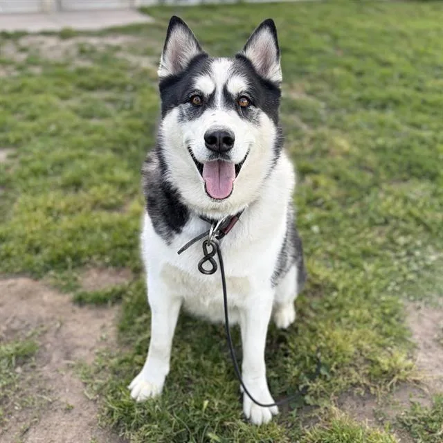 An adult extra large-sized male Siberian Husky dog named Maxx for adoption in Modesto, CA