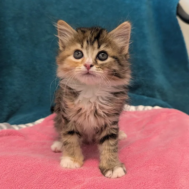 A baby medium-sized female Tabby (Brown / Chocolate) Domestic Long Hair cat named River for adoption in Waynesville, NC