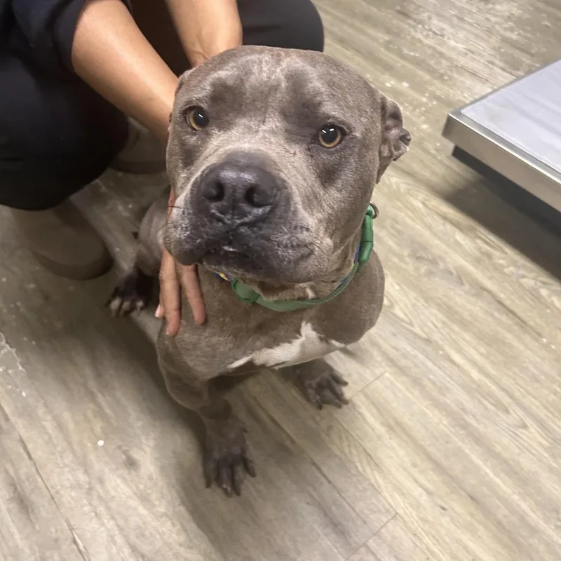 An adult medium-sized male Gray / Blue / Silver Mixed Breed dog named Handsome for adoption in Summerville, SC