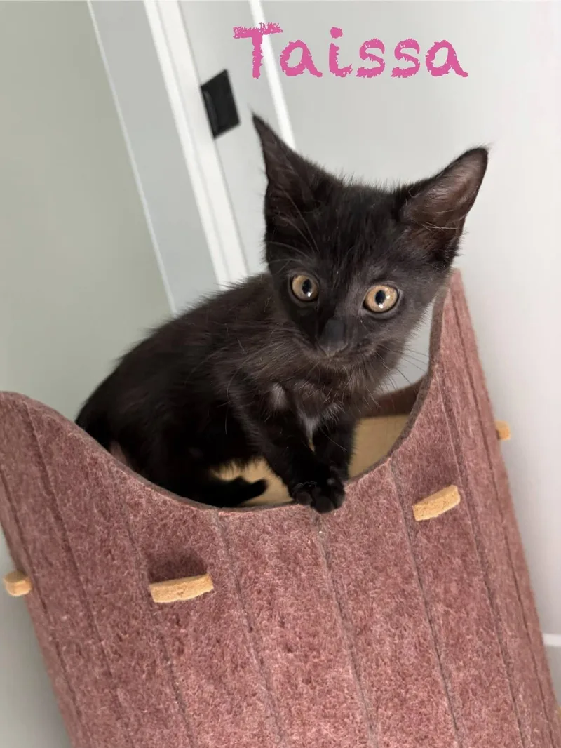 A baby small-sized female Black Domestic Short Hair cat named Taissa for adoption in Clarksville, TN