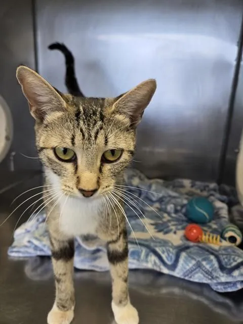A young medium-sized female Domestic Short Hair cat named Chiara A for adoption in San Andreas, CA
