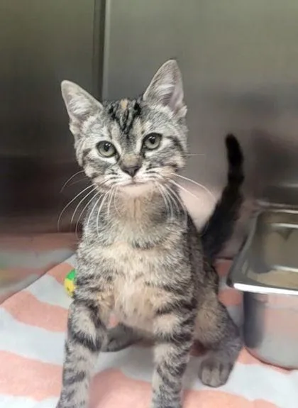 A baby small-sized female Domestic Short Hair cat named Scruffy for adoption in Memphis, TN