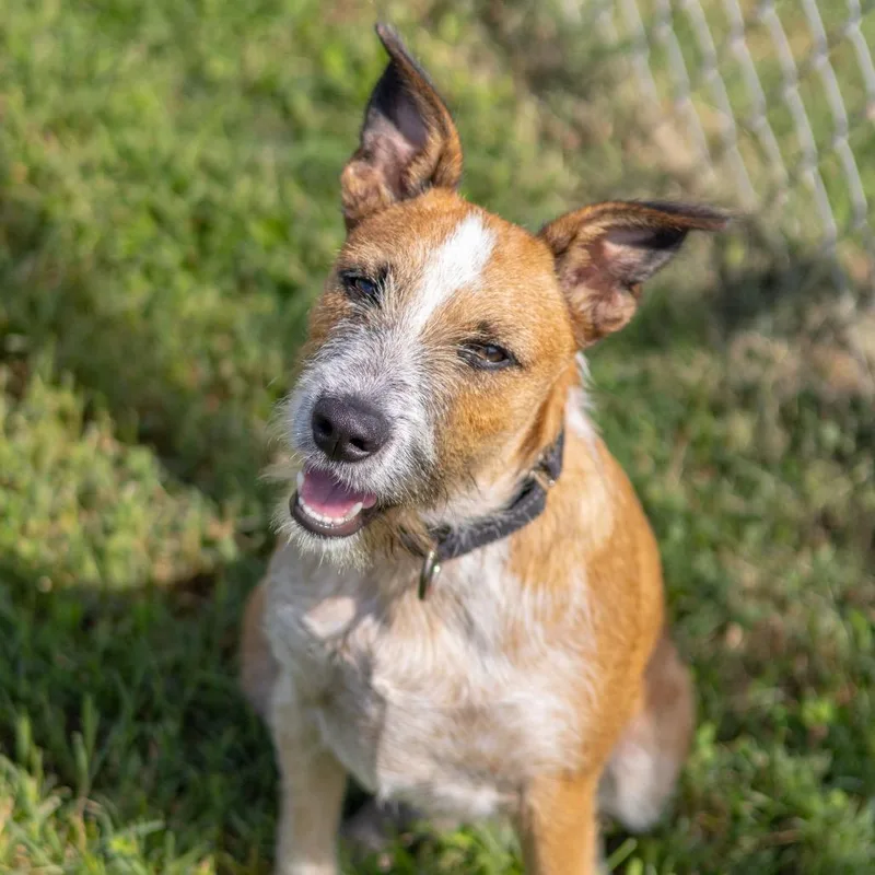 A young medium-sized male Brown / Chocolate Wirehaired Terrier dog named Ranger for adoption in Newark, DE