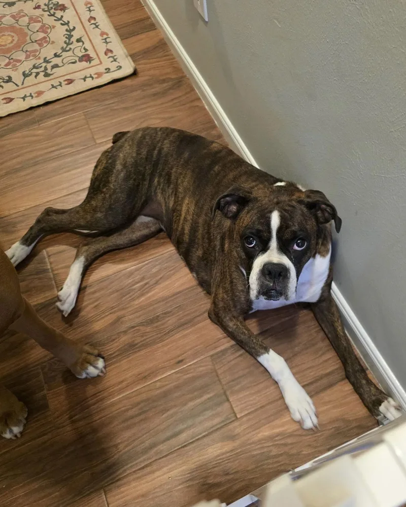 An adult large-sized female Boxer dog named Bella Brindle for adoption in Monticello, NY