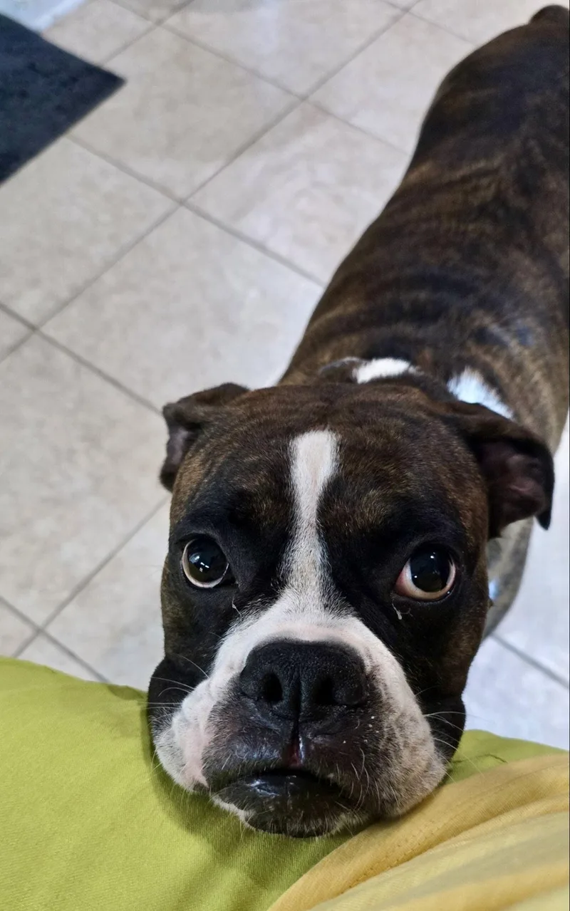 Bella Brindle thumbnail 2