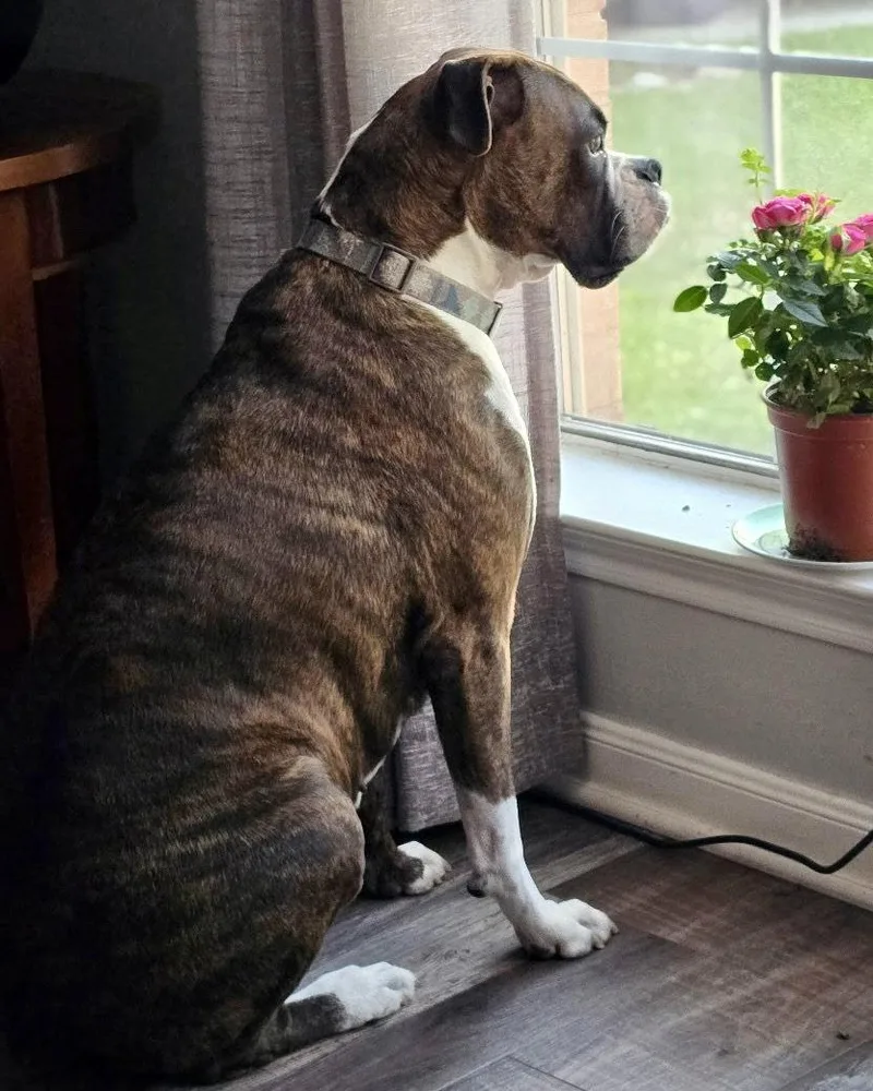 Bella Brindle thumbnail 3