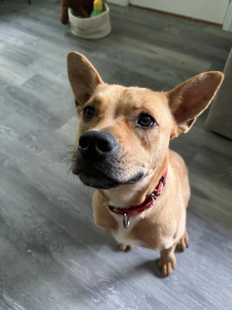 A young medium-sized female Brown / Chocolate Mixed Breed dog named Britney Spears for adoption in Lansing, MI
