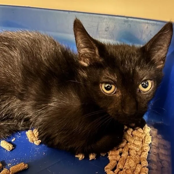 A baby medium-sized male Black Domestic Short Hair cat named August for adoption in Prince Frederick, MD